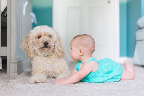 baby and unhappy dog