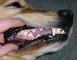 picture of dog teeth with tartar