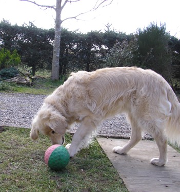 dog playing with food ball