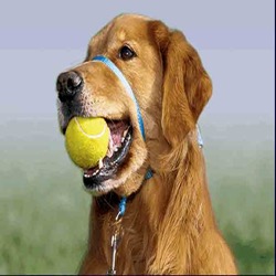 dog wearing gentle leader with tennis ball
