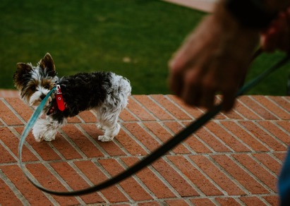 how do i stop my puppy from pulling on my clothes